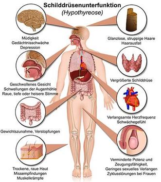 وکتور آناتومی بدن  وکتور  امعاء و احشاء بدن