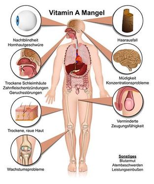 وکتور آناتومی بدن  وکتور  امعاء و احشاء بدن