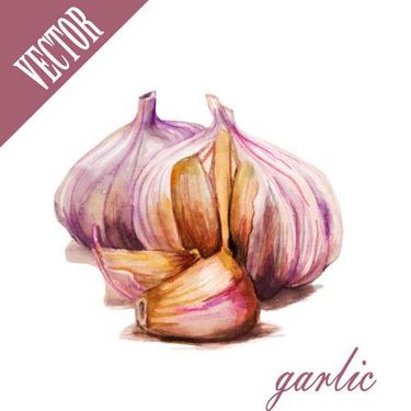 وکتور میوه فروشی وکتور سیر وکتور garlic