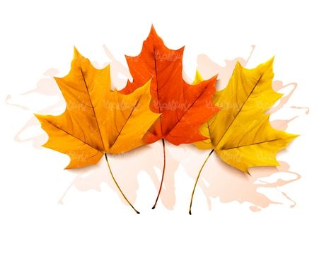 وکتور برگ پاییز