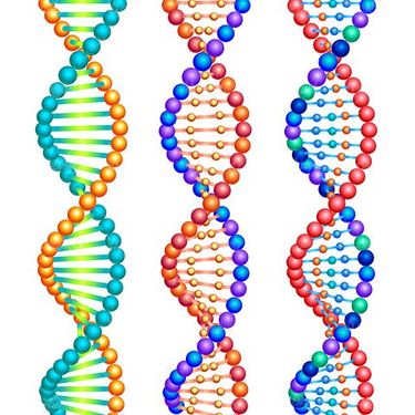 DNA vector