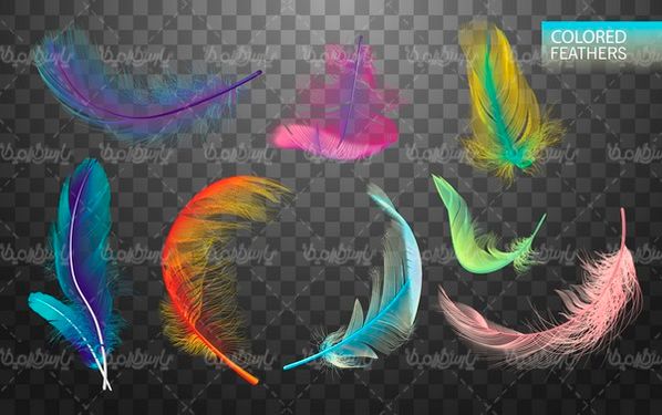 feathers vector
