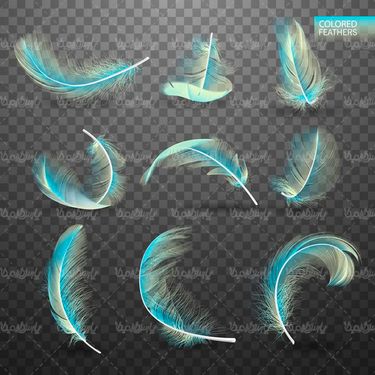 feathers vector