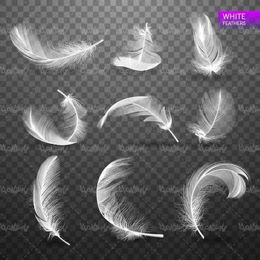 feathers vector
