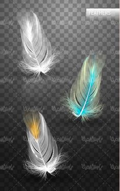 feathers vector