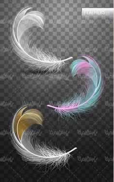 feathers vector