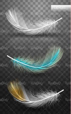 feathers vector