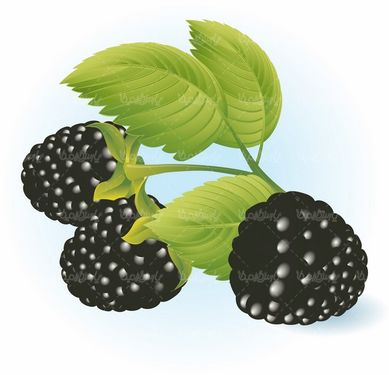 Fruit vector