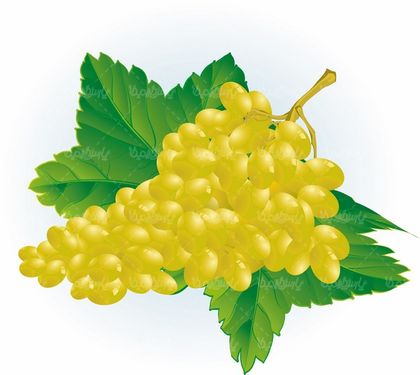 Fruit vector