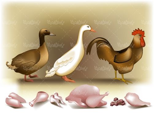 وکتور گوشت مرغ