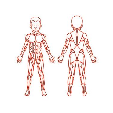 Vector anatomy