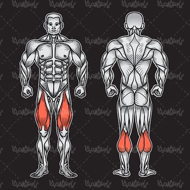 Vector anatomy