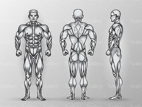 Vector anatomy