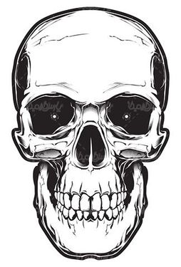 Skull vector