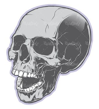 Skull vector