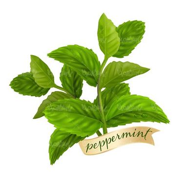 وکتور نعناع