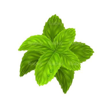 وکتور نعناع