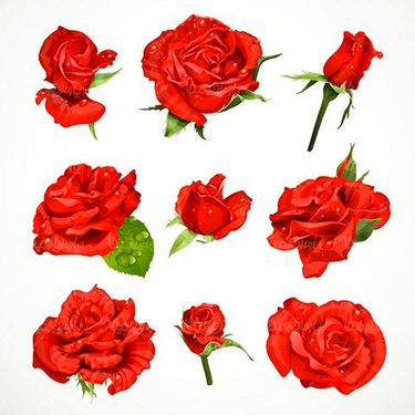 وکتور شکوفه گل