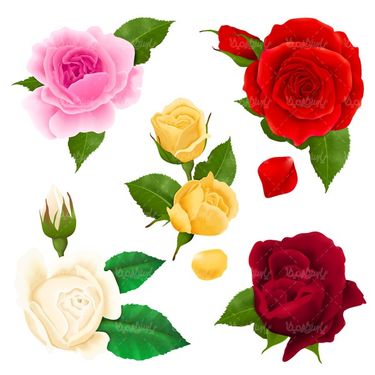 وکتور گل رز