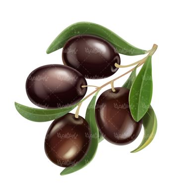 Vector olive