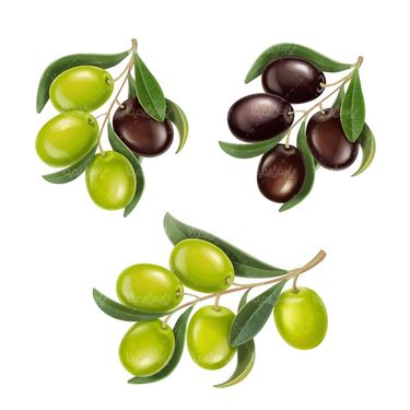 Vector olive