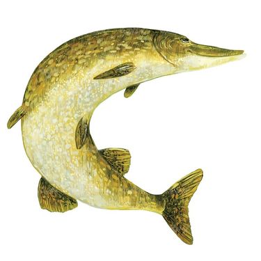Fish vector