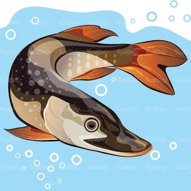 Fish vector