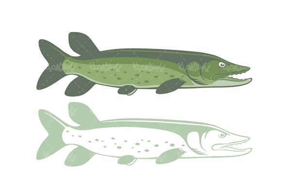 Fish vector