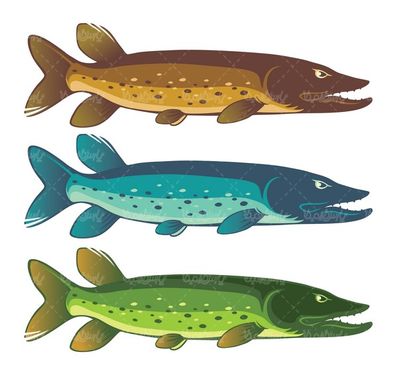 Fish vector
