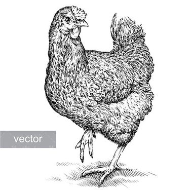 وکتور مرغ