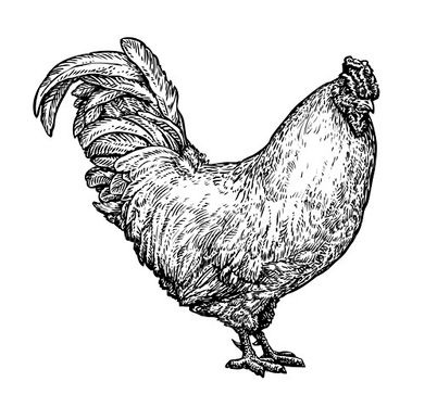 وکتور مرغ