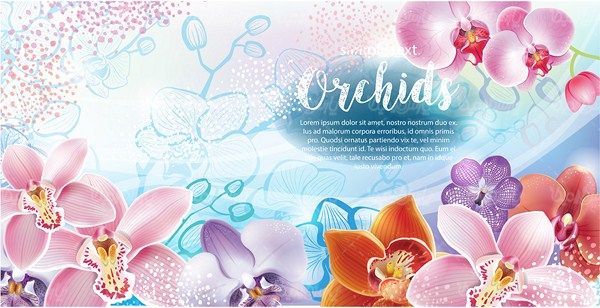 Orchid Flower Vector