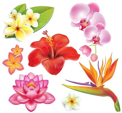 Orchid Flower Vector