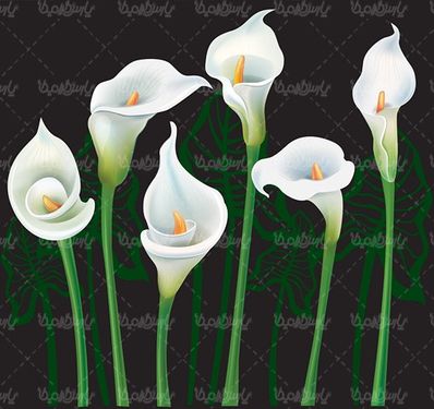 Orchid Flower Vector