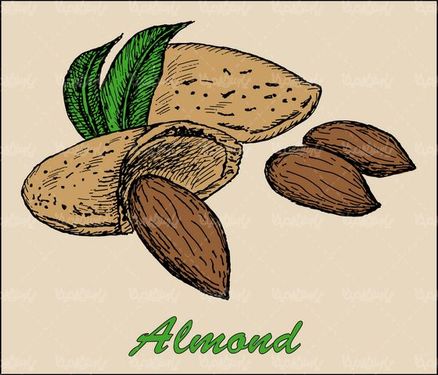 وکتور بادام درختی