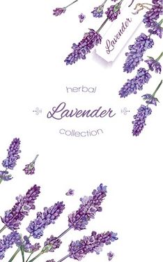 Lavender flower border vector
