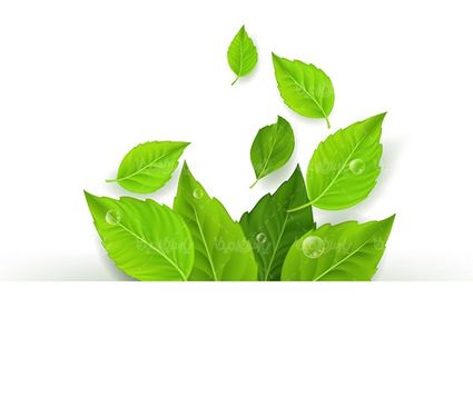 وکتور  حاشیه برگ ریحان