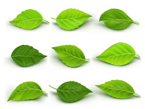 وکتور لیبل بهار