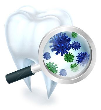 Dental vector