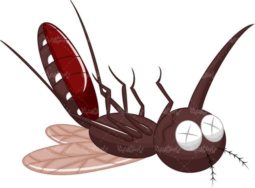 Mosquito vector