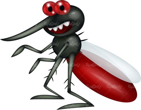 Mosquito vector