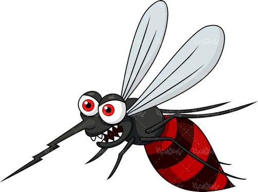 Mosquito vector