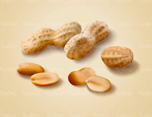 وکتور بادم زمینی