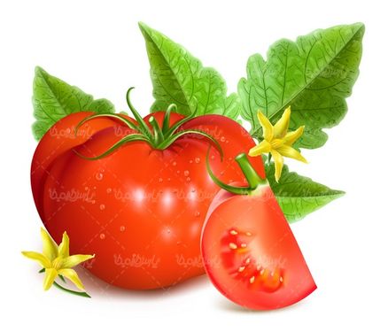 وکتور گوجه فرنگی
