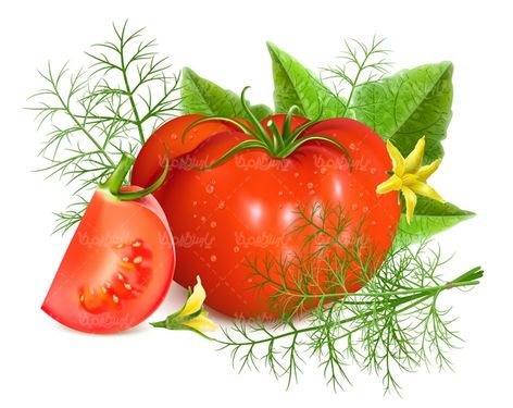 وکتور گوجه فرنگی