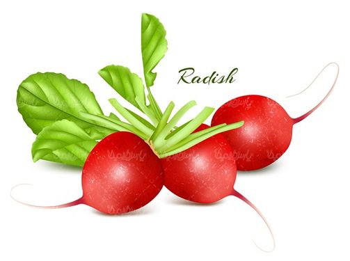 وکتور تربچه