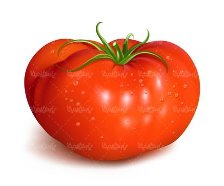 Tomato vector