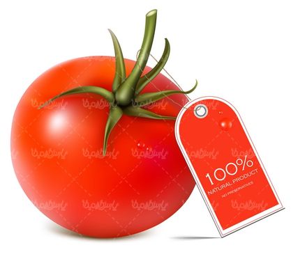 Tomato vector