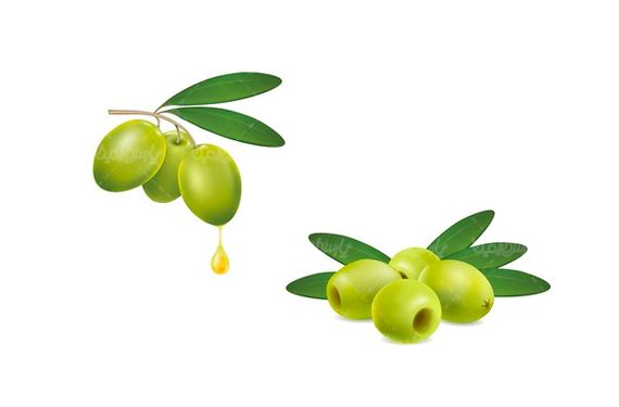 Olive vector