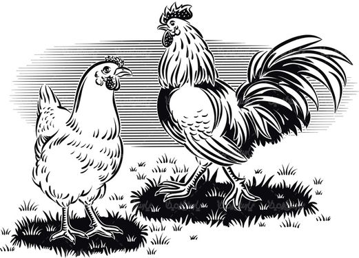 Chicken and Rooster Vector